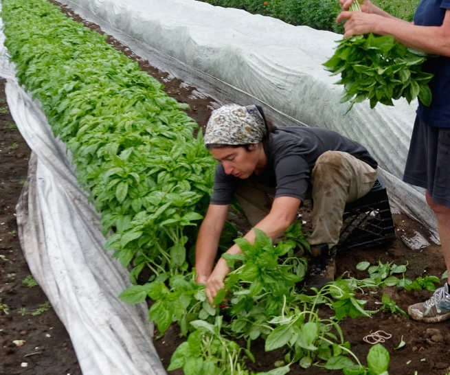 Basil_Harvest