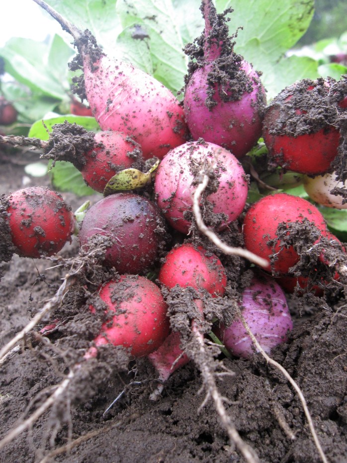 radish1
